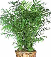 Large Floor Plant in Basket