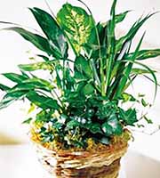 FTD Green Plants Basket