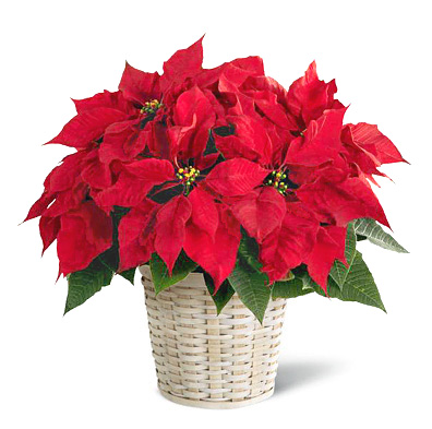 FTD Poinsettia Plant Basket (Regular)