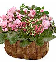 FTD Pink Assortment Basket