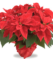 Christmas Poinsettia