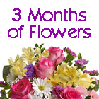 3 Months of Flowers