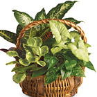 Emerald Garden Planter Basket
